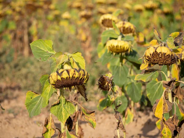 sunflower field dried up due to global change la seguia hdimage