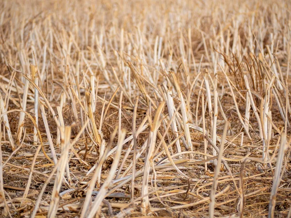 dry straw in an organic field after harvesting hd image