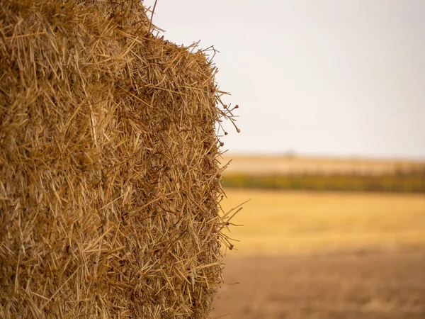 Dry Straw Organic Field Harvesting Image — Stockfoto
