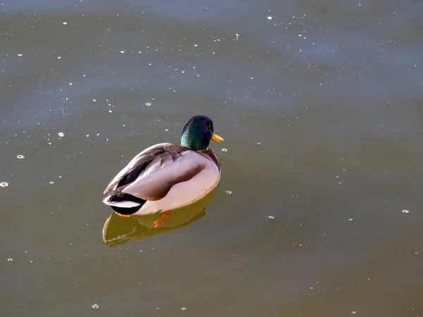 Mallard duck swimming in a drought-darkened river. Concept of climate change hd imge