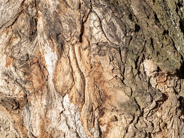 Wood Texture Background Tree Trunk Textures Resources Image — Stockfoto