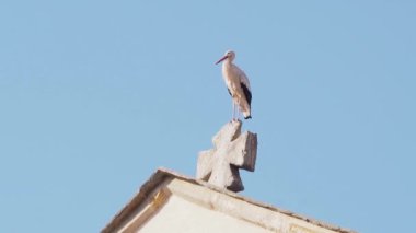 storks on a roof in the historic center of europe. Concept of global change FullHD footage