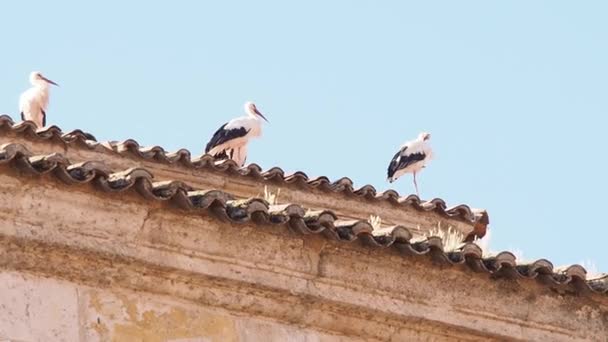 storks on a roof in the historic center of europe. Concept of global change. FullHD footage