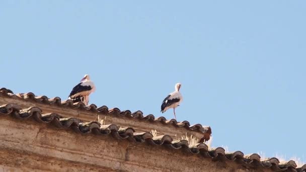 Storks Roof Historic Center Europe Concept Global Change Fullhd Footage — Video Stock