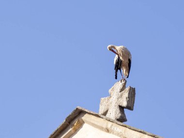 stork on the roof of a historic building in central europe. Concept of climate change. High quality photo