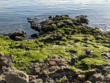 seaweed on a beach in daylight. Concept of climate change. High quality photo