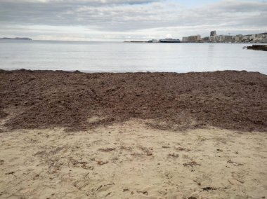 dead algae at the end of summer on an island in the mediterranean sea. High quality photo