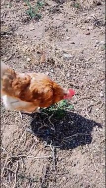 video of hens on an organic farm living in freedom. Homemade footage. High quality footage