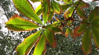 footage of chestnut leaves moving in the wind in autumn. Autumn concept. High quality FullHD footage