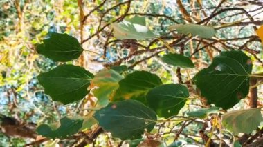 Tillia platyphyllos linden leaves moving in the wind in autumn. Autumn concept. High quality FullHD footage