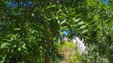 footage of chestnut leaves moving in the wind in autumn. Autumn concept. High quality FullHD footage