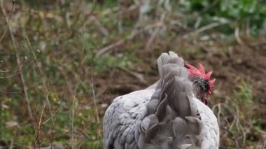 free-range hen on a sustainable production farm. Ecology concept. High quality FullHD footage