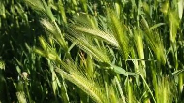 green spike moving in the wind in late summer. High quality FullHD footage