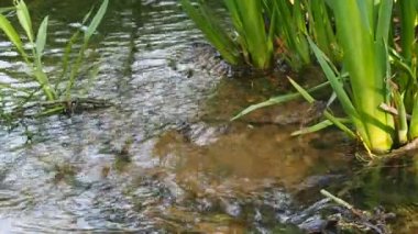 spring water running in a stream. Concept of purity. High quality FullHD footage