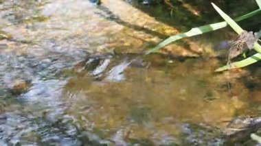 spring water running in a stream. Concept of purity. High quality FullHD footage