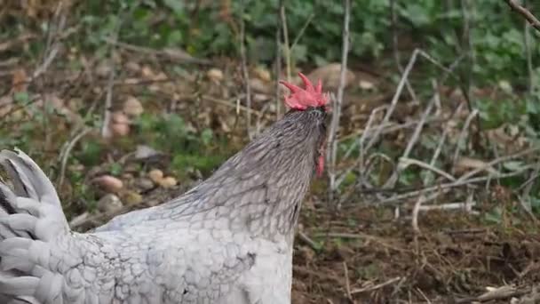 Free Range Hen Sustainable Production Farm Ecology Concept High Quality — Stockvideo
