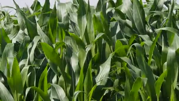 Corn Moving Wind Harvest Autumn Concept Footage — Vídeo de Stock