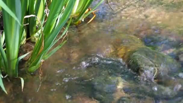 Spring Water Running Stream Concept Purity High Quality Fullhd Footage — Stok video