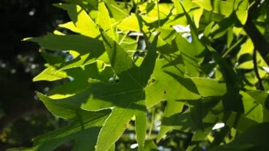 flowers in a public park swaying in the wind on a summer morning. High quality FullHD footage