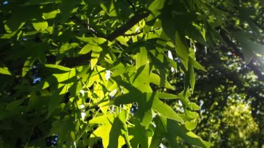 flowers in a public park swaying in the wind on a summer morning. High quality FullHD footage