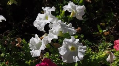 flowers in a public park swaying in the wind on a summer morning. High quality FullHD footage