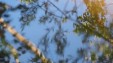 Yavaşça suda yansıyan ağaçlar. Rahatlama konsepti, duvar kağıdı. Tam HD görüntüler