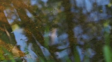 Dağlardan akan bir pınar... Ekoloji konsepti HD görüntüler