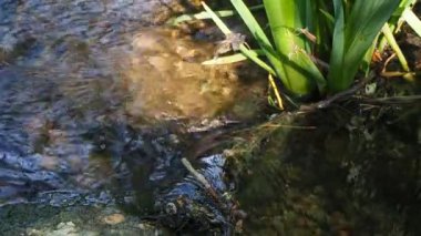 Dağlardan akan doğal su derenin içinden akıyor. Ekoloji konsepti. Tam HD görüntü