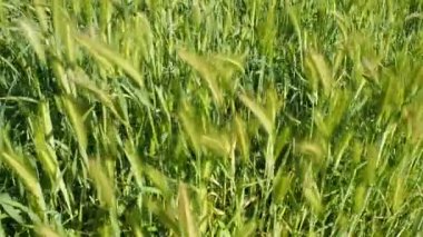 Bir bahar günü rüzgarda sallanan su bitkileri. Bahar konsepti Yüksek kaliteli FullHD görüntüler