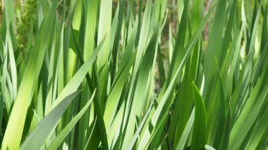 Bir bahar günü rüzgarda sallanan su bitkileri. Bahar konsepti Yüksek kaliteli FullHD görüntüler