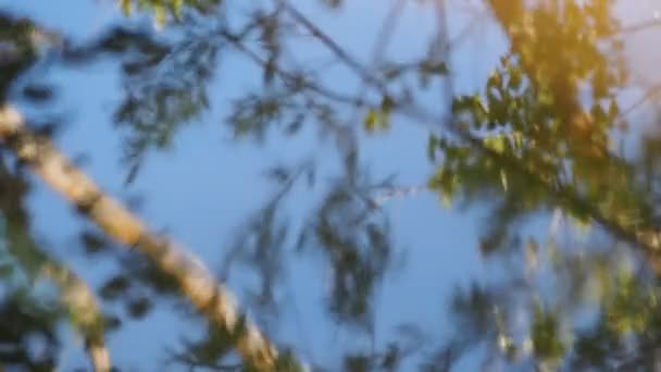 Träd Som Reflekteras Vattnet Med Långsamma Rörelser Avkopplingskoncept Tapeter Fullhd — Stockvideo