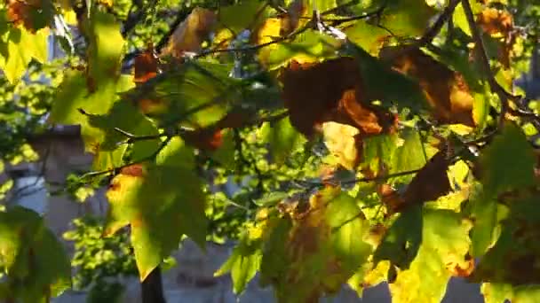 Folhas Árvores Que Movem Vento Outono Conceito Outono Imagens Fullhd — Vídeo de Stock