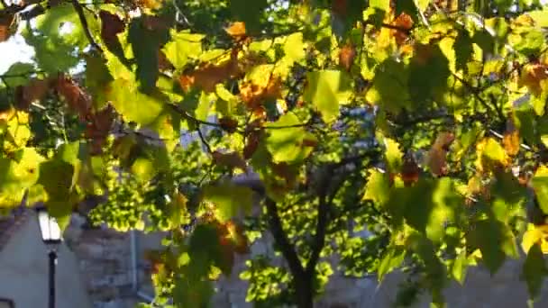 Φύλλα Δέντρων Που Κινούνται Στον Άνεμο Φθινόπωρο Φθινοπωρινή Ιδέα Υψηλής — Αρχείο Βίντεο