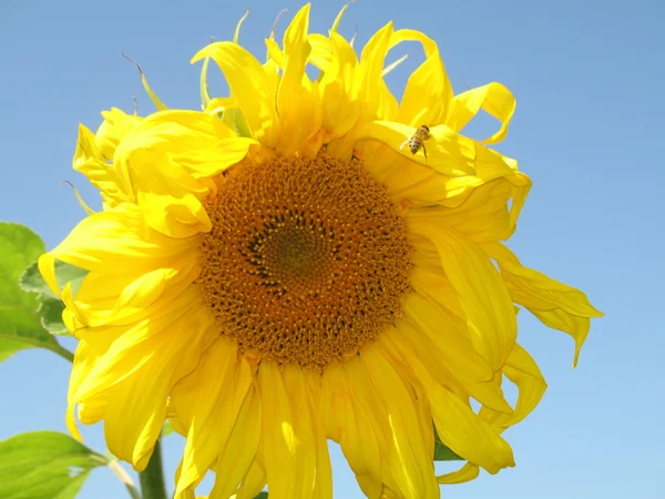 Abeja en girasol — Foto de Stock