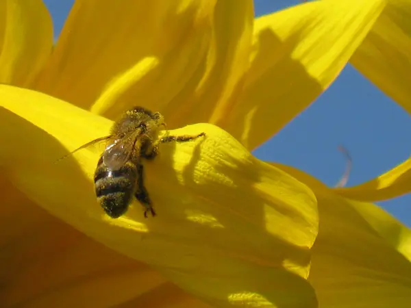 Abeille sur tournesol — Photo