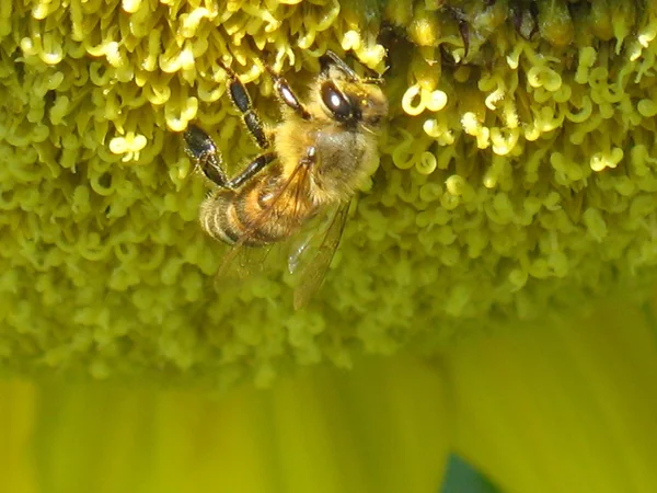 Abeja en girasol — Foto de Stock