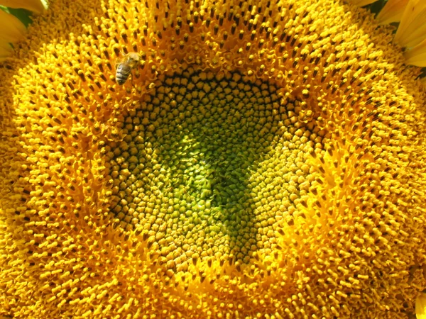 Abeja en girasol — Foto de Stock