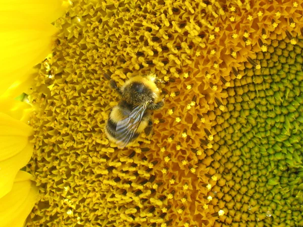 Abeille sur tournesol — Photo