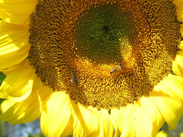 Bij op zonnebloem — Stockfoto