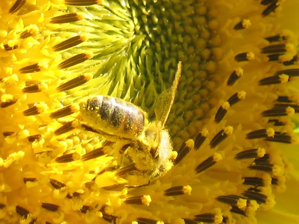 Bi på solros — Stockfoto