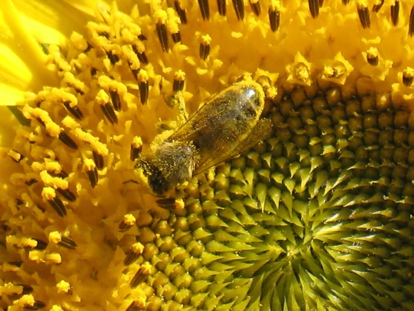 Abeja en girasol — Foto de Stock