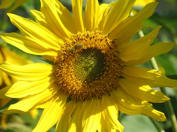 Abeja en girasol — Foto de Stock