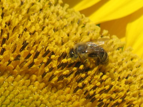 Abeja en girasol —  Fotos de Stock