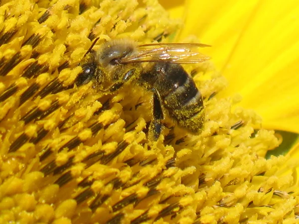 Biene auf Sonnenblume — Stockfoto