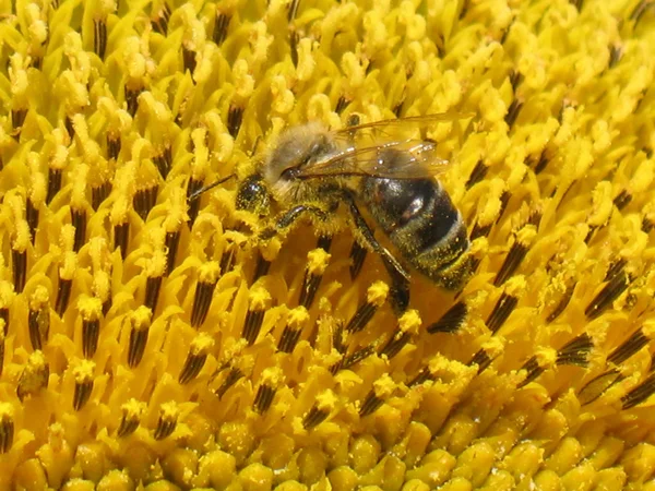 Bij op zonnebloem — Stockfoto