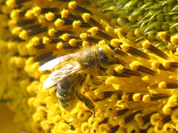 Biene auf Sonnenblume — Stockfoto