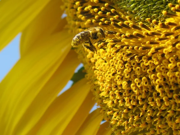 Bi på solros — Stockfoto