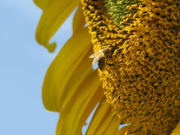 Abeja en girasol — Foto de Stock