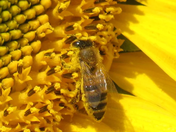 Bi på solros — Stockfoto