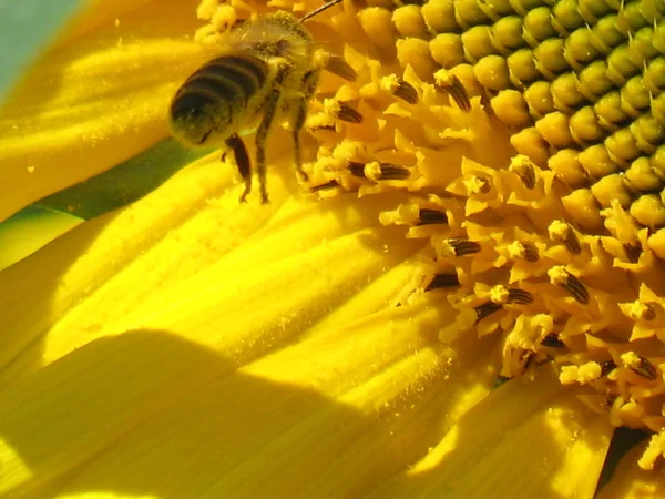 Abeja en girasol — Foto de Stock